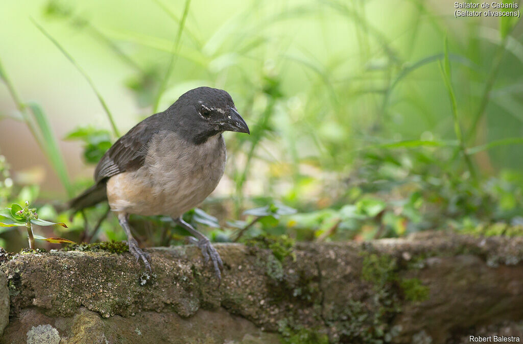 Olive-grey Saltator