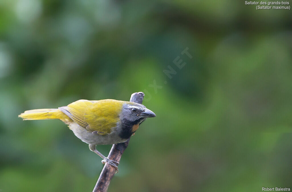 Buff-throated Saltator