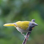 Buff-throated Saltator