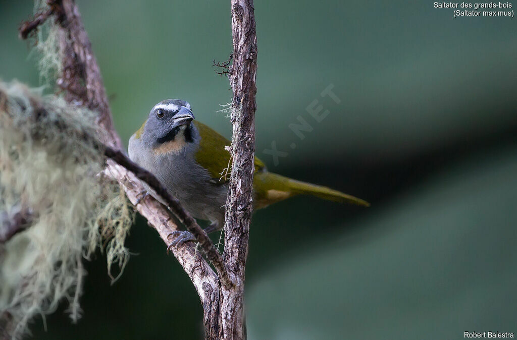 Buff-throated Saltator