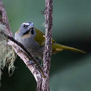 Buff-throated Saltator