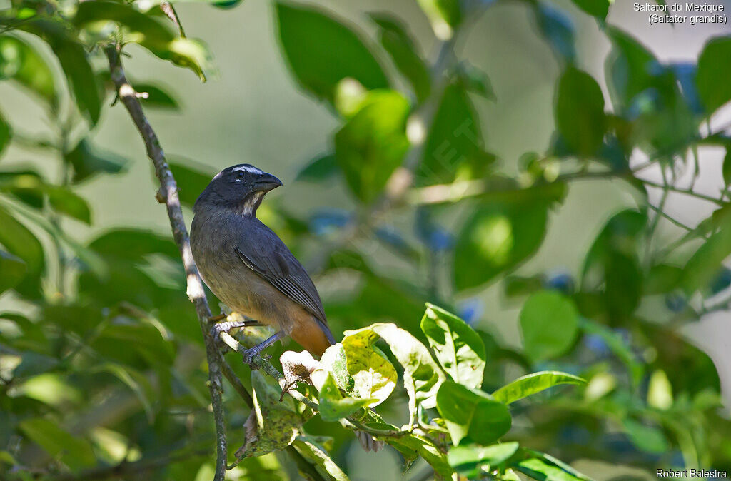 Cinnamon-bellied Saltator