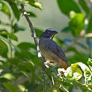 Cinnamon-bellied Saltator