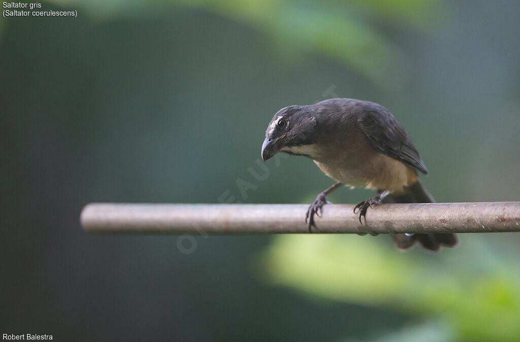 Bluish-grey Saltator