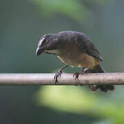 Bluish-grey Saltator