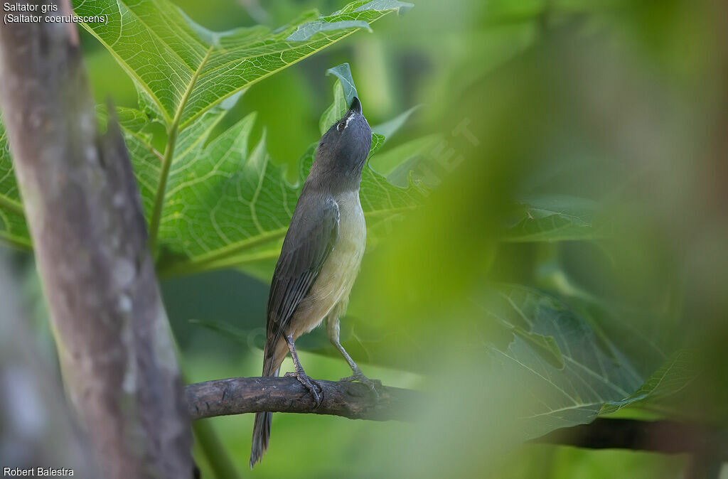 Bluish-grey Saltator