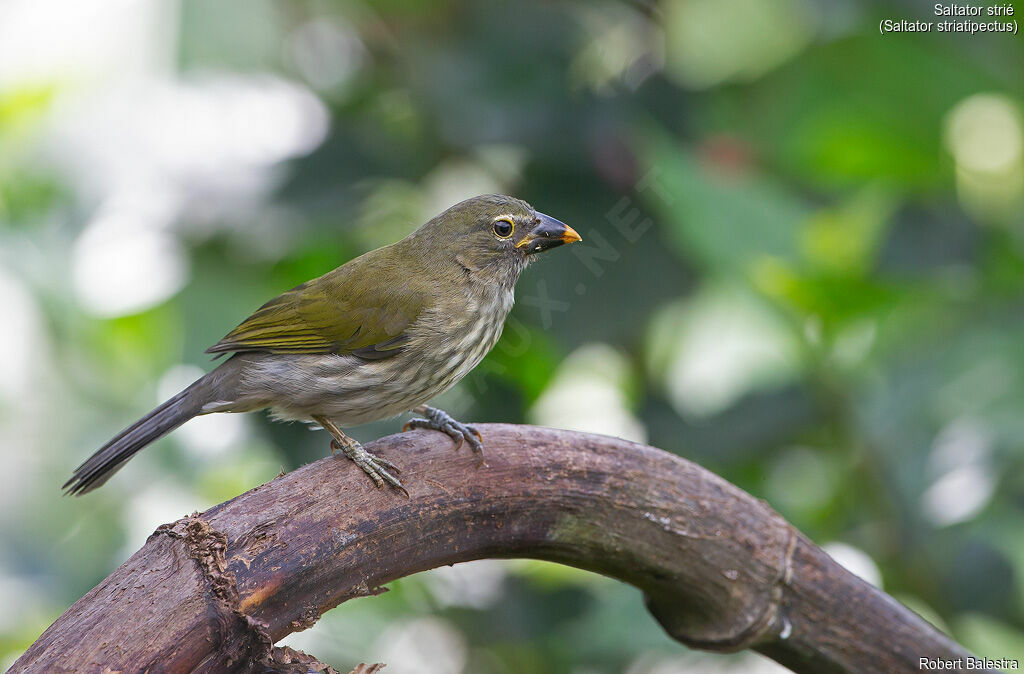 Streaked Saltator