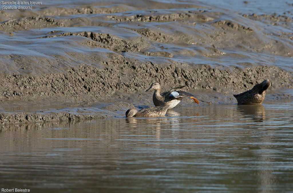 Sarcelle à ailes bleues