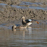 Blue-winged Teal