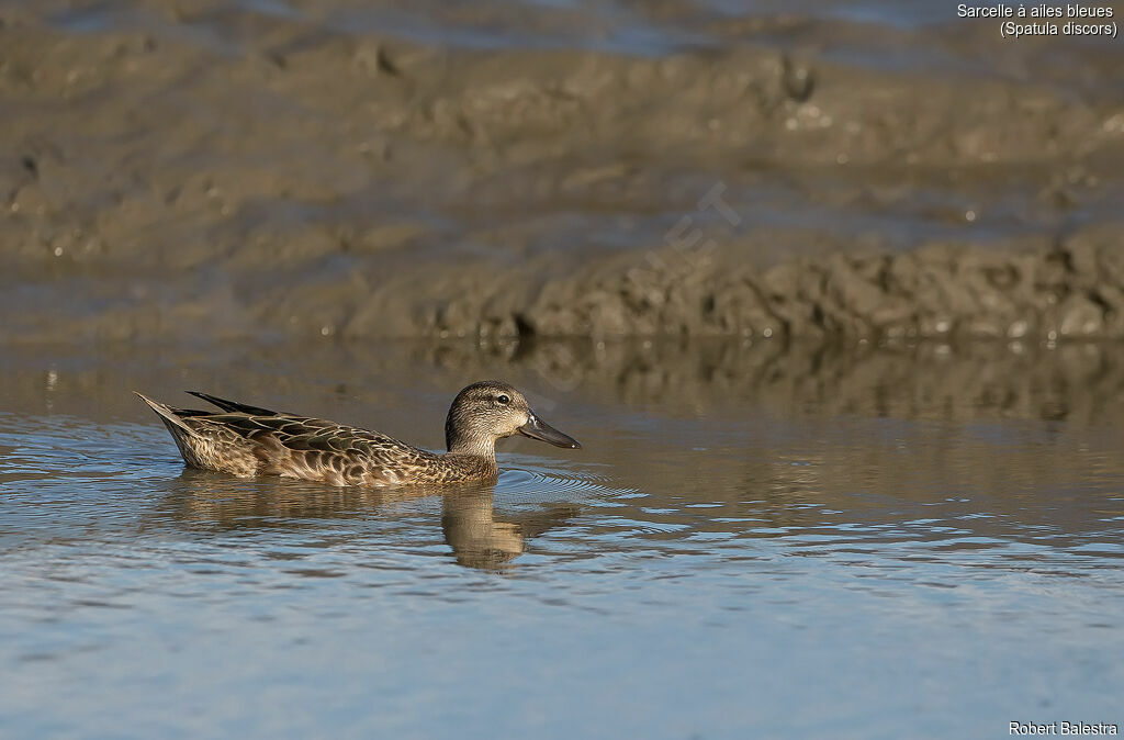 Blue-winged Teal