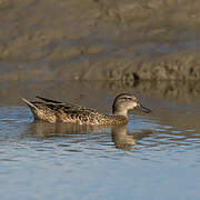 Blue-winged Teal