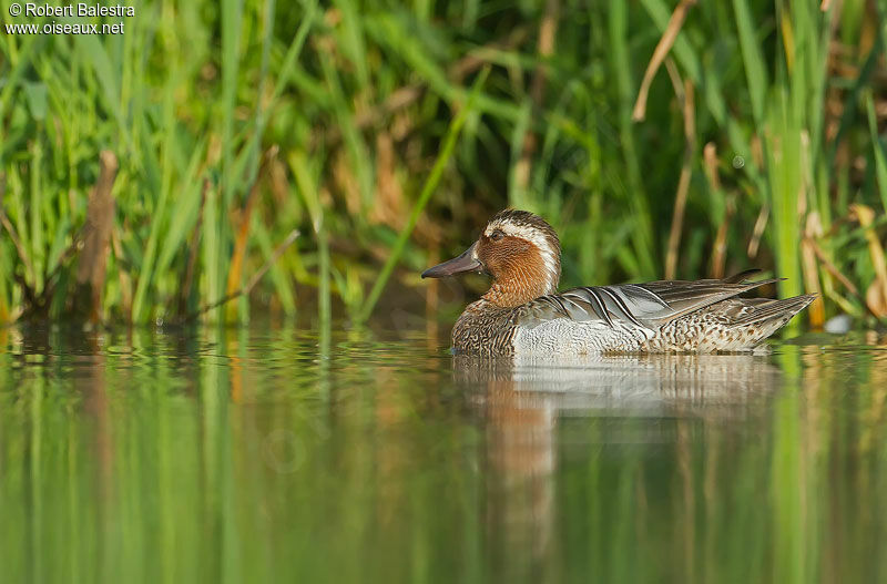 Garganey