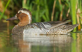 Garganey