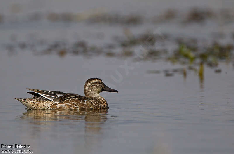 Sarcelle d'été femelle, identification