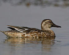 Garganey