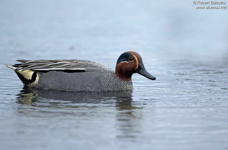 Eurasian Teal