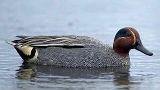 Eurasian Teal