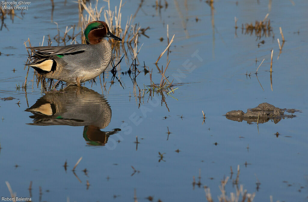 Eurasian Teal