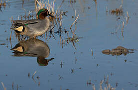 Eurasian Teal