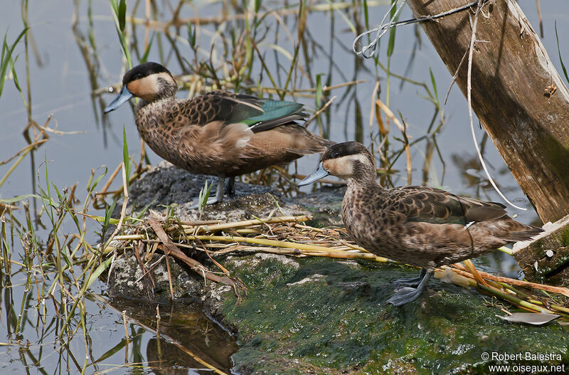 Hottentot Tealadult