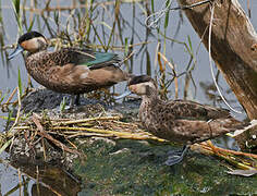 Blue-billed Teal