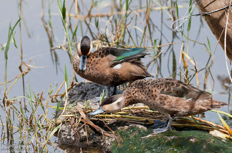 Hottentot Tealadult, Reproduction-nesting