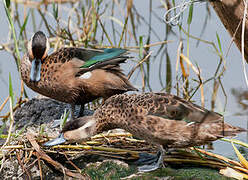 Blue-billed Teal