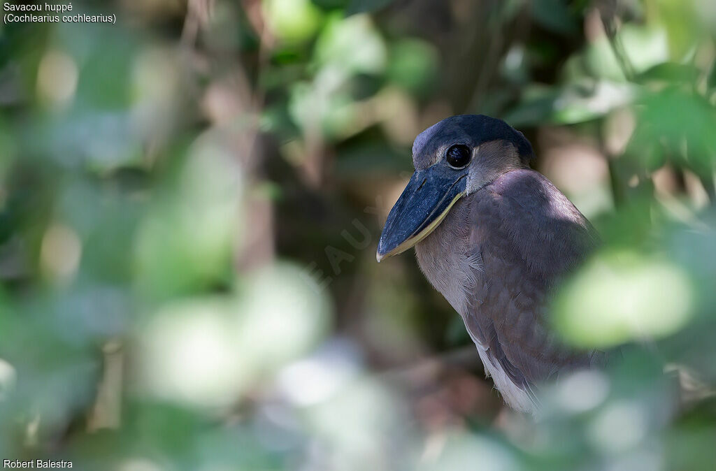 Boat-billed Heron