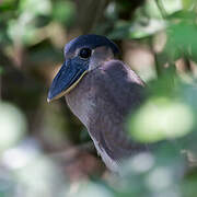 Boat-billed Heron