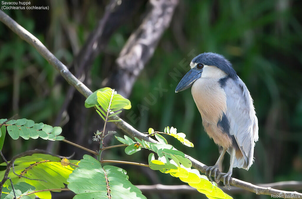 Boat-billed Heron