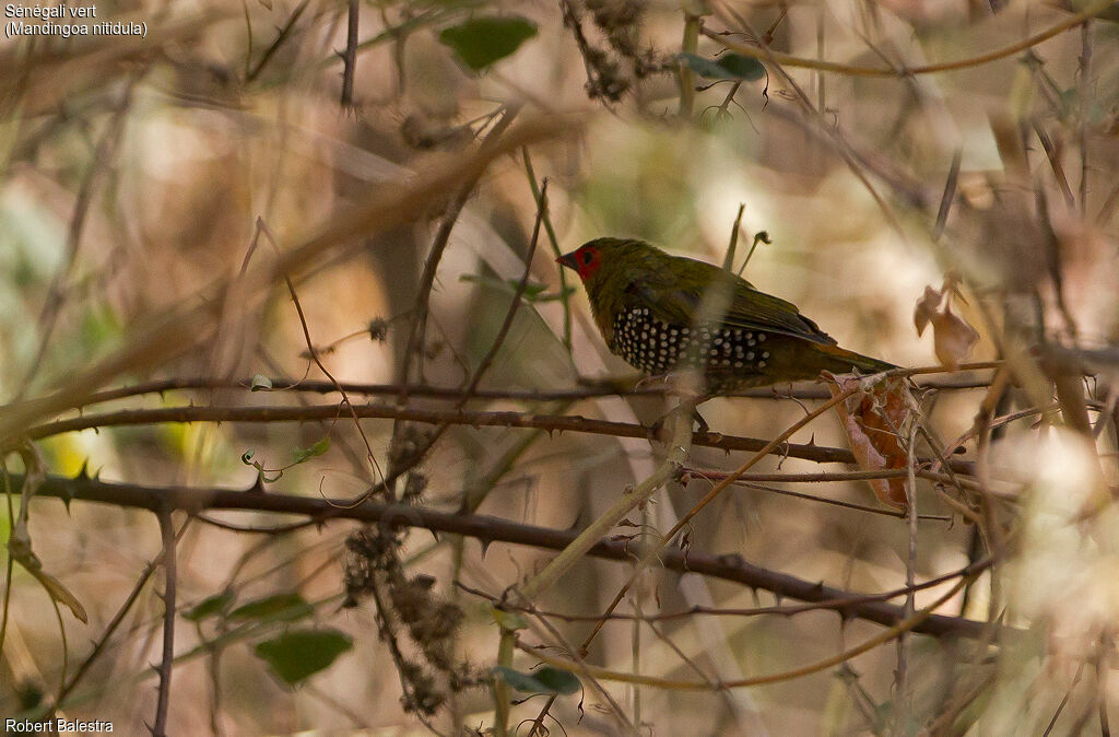 Green Twinspot male adult