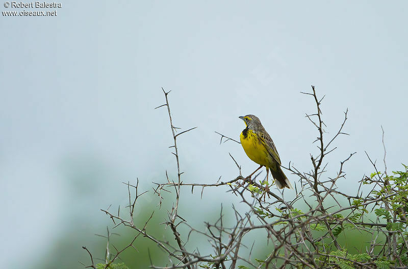 Yellow-throated Longclawadult