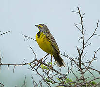 Yellow-throated Longclaw