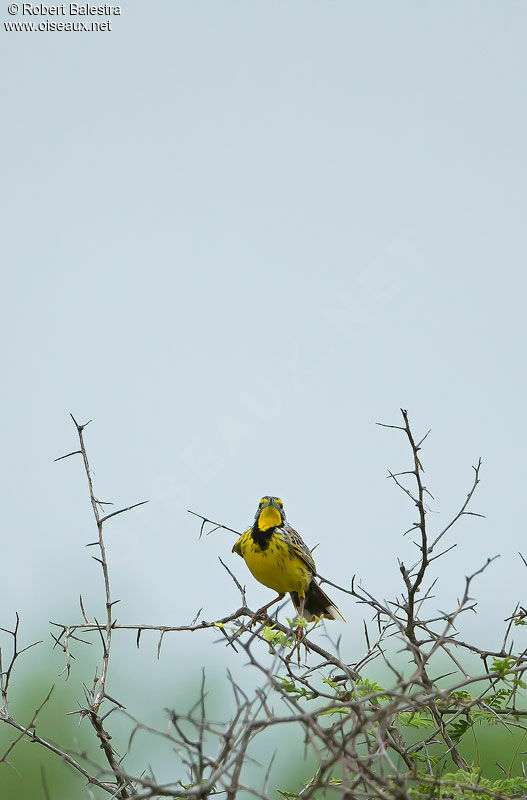 Yellow-throated Longclawadult