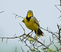 Yellow-throated Longclaw