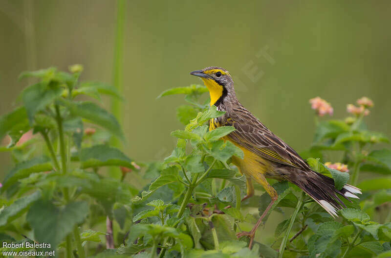 Yellow-throated Longclaw