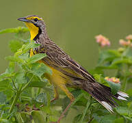 Yellow-throated Longclaw