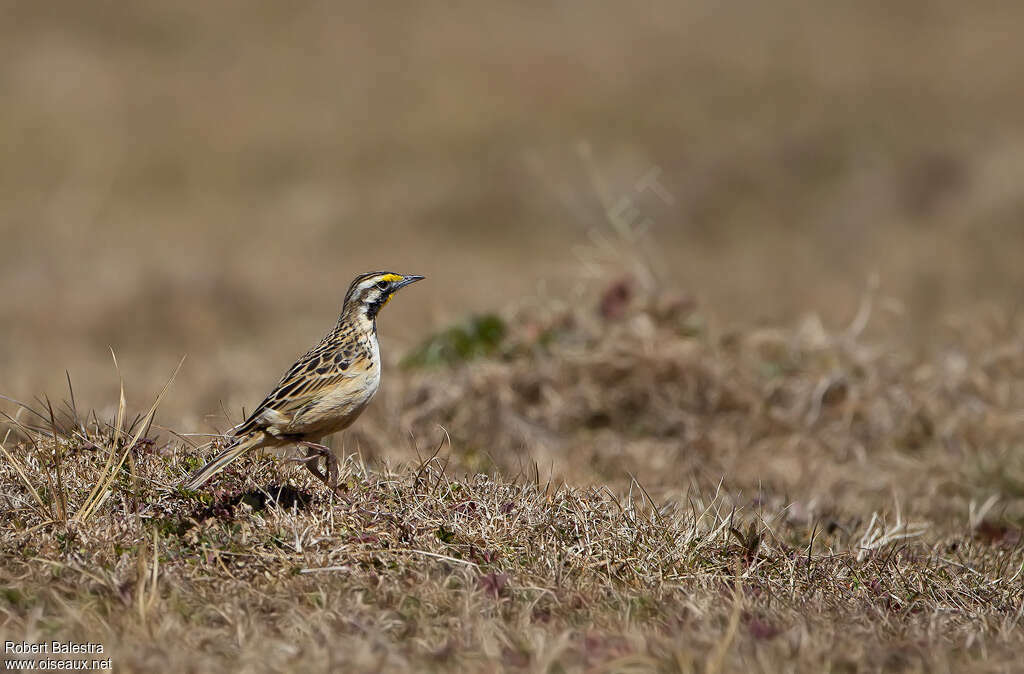 Sentinelle d'Abyssinieadulte, identification