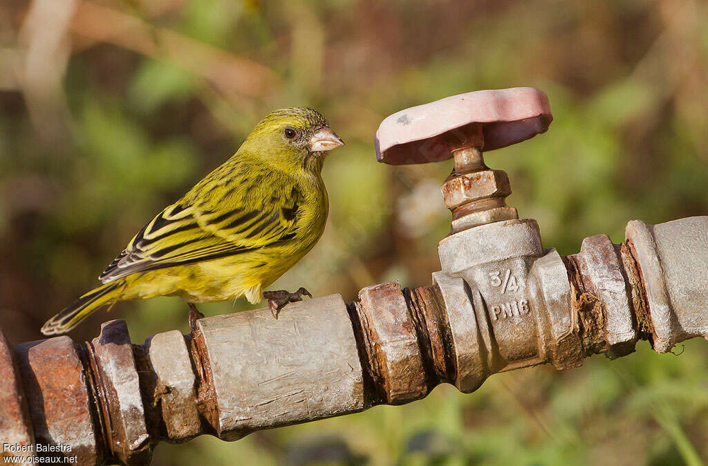 Serin à calotte jaune femelle adulte, identification