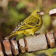 Yellow-crowned Canary