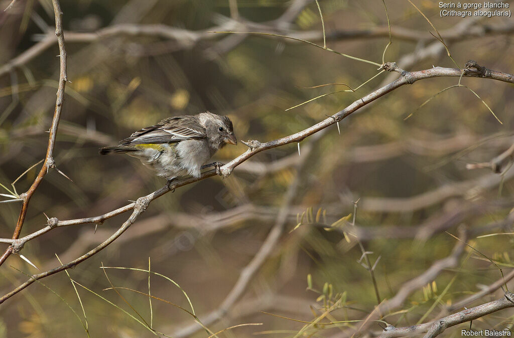 White-throated Canary