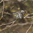 Serin à gorge blanche