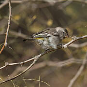 Serin à gorge blanche