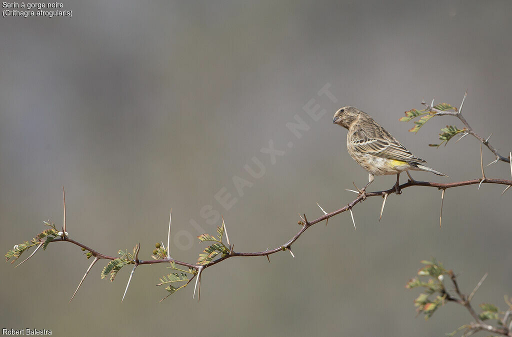 Black-throated Canary