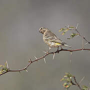 Serin à gorge noire