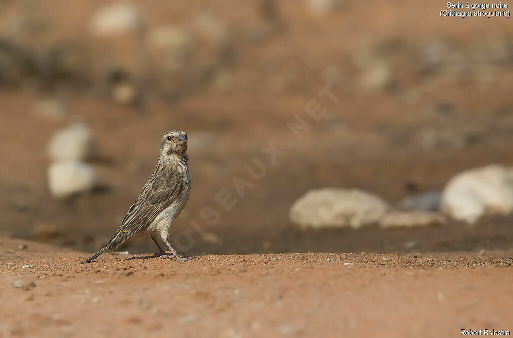 Black-throated Canary