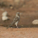 Serin à gorge noire