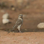 Black-throated Canary