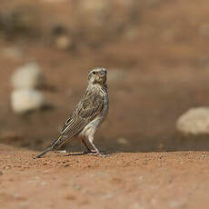 Serin à gorge noire