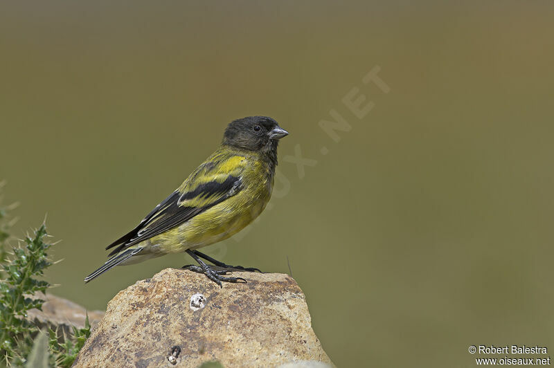 Serin à tête noireadulte, identification